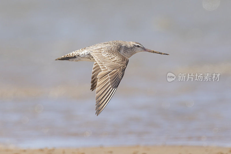 Bar-tailed Godwit，纽卡斯尔，新南威尔士州，澳大利亚